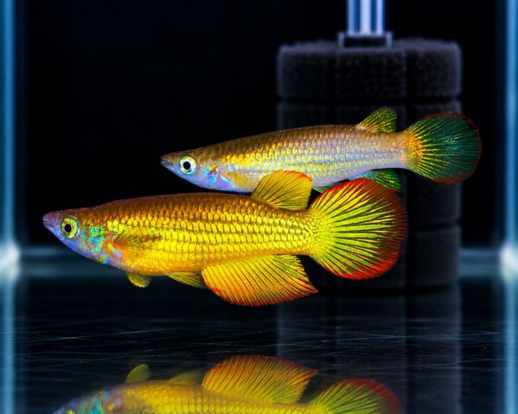 Golden Wonder Panchax ~ 3cm - 4cm